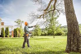 Professional Tree Care in Esko, MN
